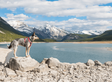 How to Plan a Dog-Friendly Turkey Trot & Trail Walk in Duluth (1)